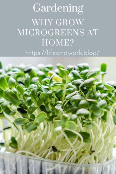 Why and How to Grow Microgreens At Home - balustradellc