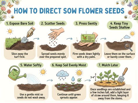 Why Direct Sow Seeds - Gardening Know How - raincitystudios.com