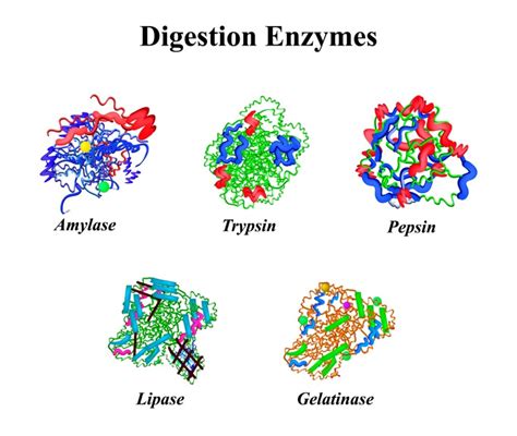 Why Enzymes Are Important for Digestion - Probiotics - wintechmobiles.com