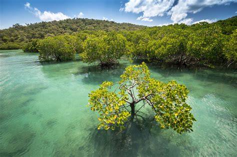 Why Mangrove Restoration Works - Mangrove Action … - raincitystudios.com