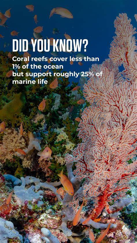 Why protecting coral reefs matters - UN Environment … - raincitystudios.com