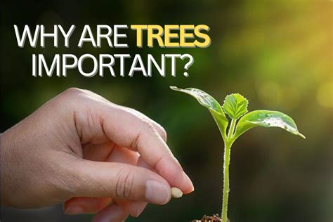 Why Trees Are Important | One Tree Planted - raincitystudios.com