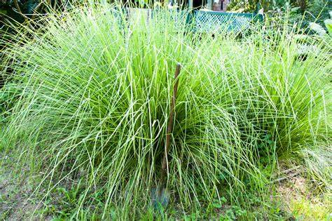 Why Use Vetiver · ErosionQLD - raincitystudios.com