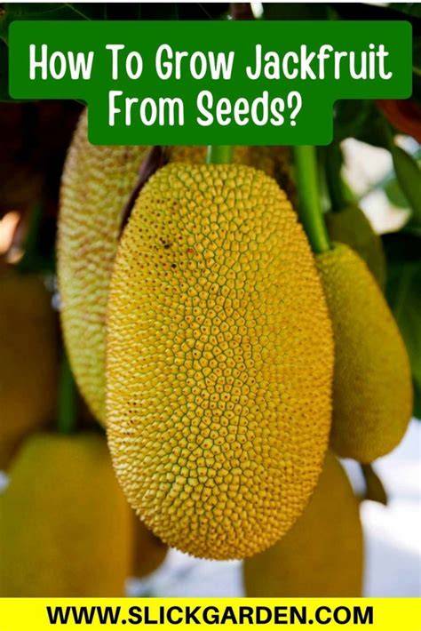 Why you should grow jackfruit - Daily Monitor - raincitystudios.com