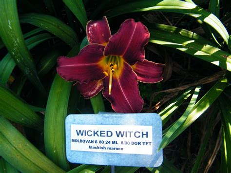 WICKED WITCH – QB Daylily Gardens