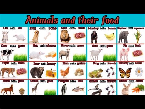 WILD ANIMALS AND THEIR FOOD - Remember Animals