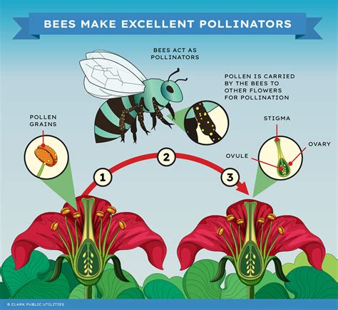 Wild bee pollinators and their role in pollination - raincitystudios.com