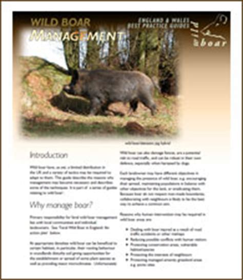 Wild boar guidance, guides, management - balustradellc