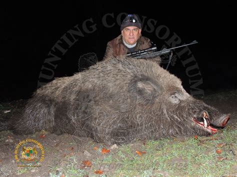 Wild Boar Hunting Strategies: Best Practices for Novices and Veterans - balustradellc