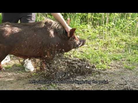 Wild Boar Hunting wild boar trap:How to catch wild boar ... - balustradellc