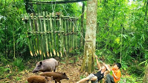 Wild Boar Trap in Bamboo Forest - balustradellc
