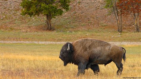 WILD Definition & Meaning