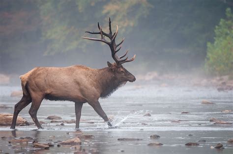 WILD GAME - CINNAMON CREEK RANCH