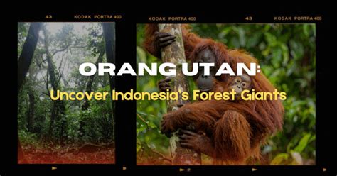 Wild Orangutans in Indonesia: Best Places to See Them - balustradellc