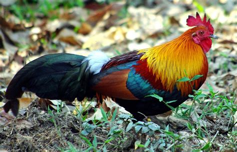 Wild Red Jungle Fowl Questions - BackYard Chickens - balustradellc