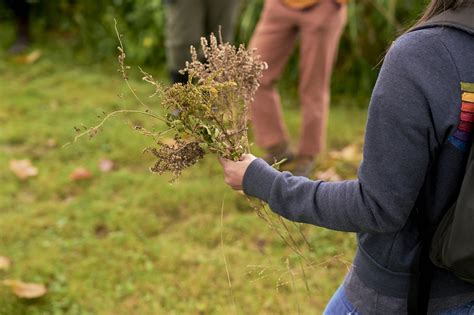 Wild Seed Collecting | ICPS - Carnivorous Plant S - raincitystudios.com
