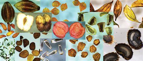 Wild seed collection plant guide - raincitystudios.com