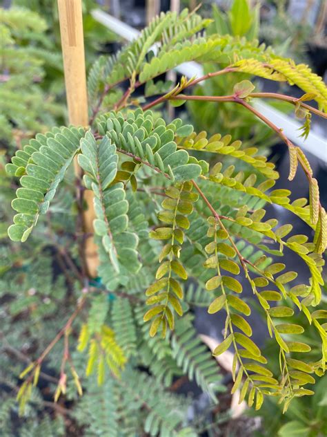 Wild Tamarind Tree - raincitystudios.com