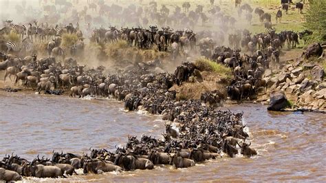 Wildebeest Migration Safari - Complete Guide - muktibox.com
