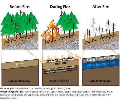 Wildfire Impacts, and Post-Fire Rehabilitation and … - raincitystudios.com