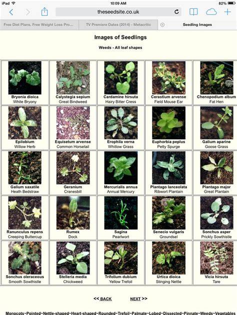 Wildflower Seedling Identification - Photo Gallery - raincitystudios.com