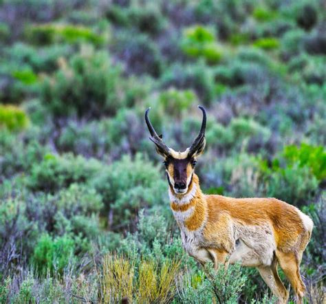 WILDLIFE - Nevada