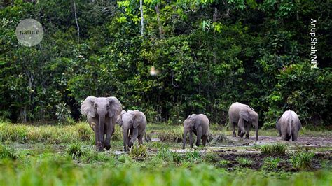 Wildlife boost in African forests certified for sustainable … - raincitystudios.com