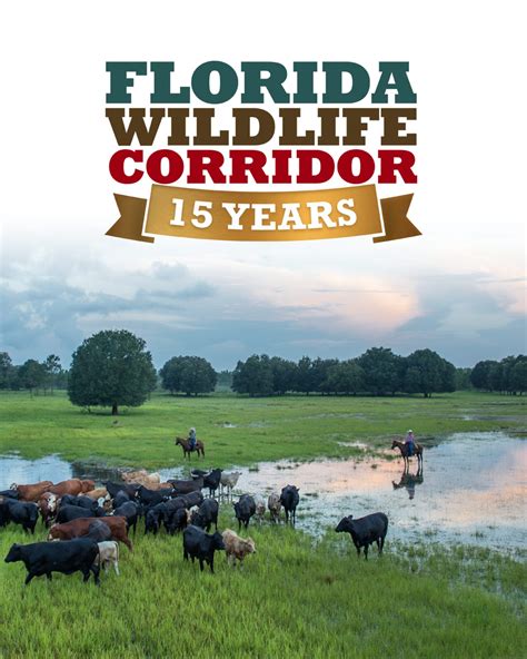 Wildlife Corridor - Budi for Good Geo - raincitystudios.com