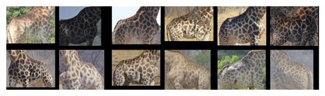 Wildlife Datasets - GitHub Pages - coolestguyplanet.net