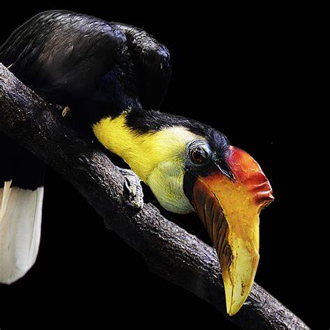 Wildlife in Sulawesi - Types of Sulawesi Animals - A-Z … - raincitystudios.com