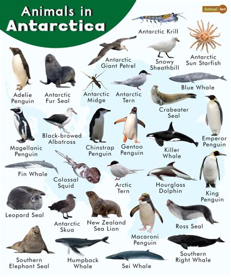 Wildlife of Antarctica - muktibox.com