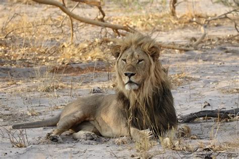 Wildlife of Djibouti - raincitystudios.com