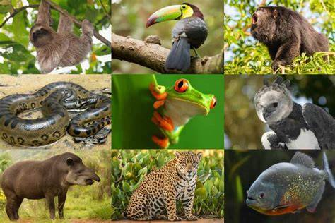 Wildlife of the Tropical Rainforests - U.S. National Park … - raincitystudios.com