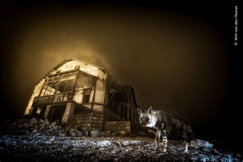 Wildlife Photographer of the Year - Natural History … - balustradellc