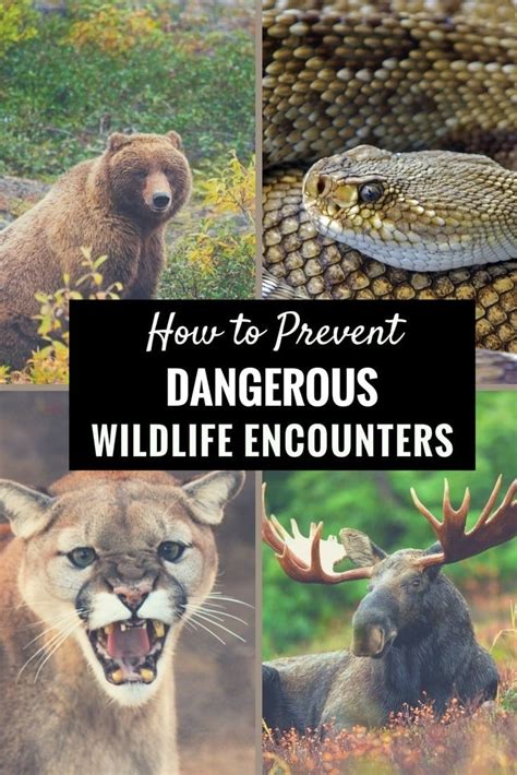Wildlife Safety Tips & How to Prevent Dangerous Encounters - balustradellc