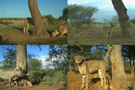 Wildlife study: Cheetah marking trees are hotspots for communication ... - raincitystudios.com