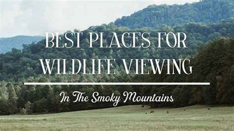 Wildlife Viewing - Visit Phillip Island - muktibox.com