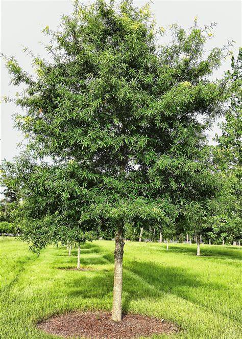Willow Oak - 15 Gallon and 25 Gallon – Trees and Plants - raincitystudios.com