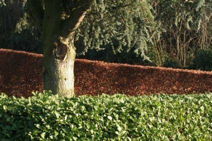 Windbreak Hedging Plants | best4hedging - raincitystudios.com