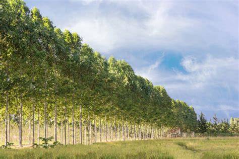 Windbreak Tree royalty-free images - Shutterstock - raincitystudios.com