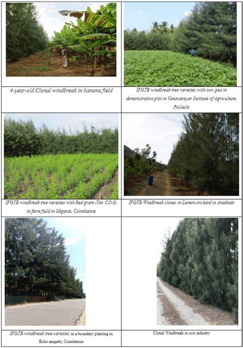 Windbreak Tree Varieties - raincitystudios.com