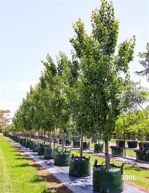 Windbreak Trees For Coastal Gardens - Gardening Advice - raincitystudios.com
