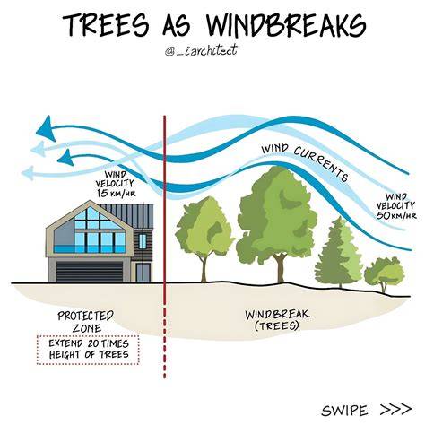 Windbreak Trees - raincitystudios.com