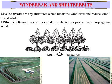 Windbreaks and shelterbelts for soil conservation: A review - raincitystudios.com