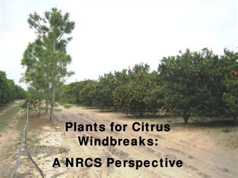 Windbreaks for Citrus - NSW Department of Primary Industries - raincitystudios.com