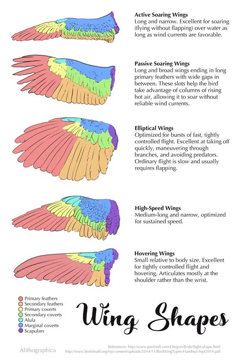 Wing Shapes and Flight Styles - Birdfact - muktibox.com