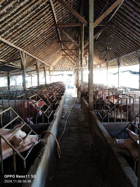 Wirausaha Peternakan Babi Unggul - balustradellc