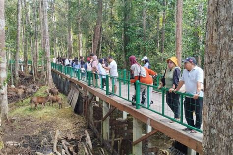Wisata Alam di Palangkaraya: City Forest Nyaru Menteng - balustradellc