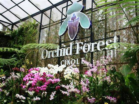 Wisata Orchid Forest, Ini Review Lengkapnya - Bellva … - raincitystudios.com