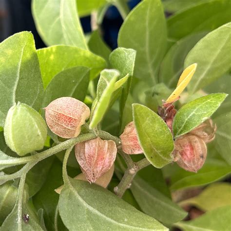 Withania somnifera - balustradellc